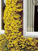 org:/gardening tips/Snoeiadvies/Overzichtspagina/Winterjasmijn.jpg